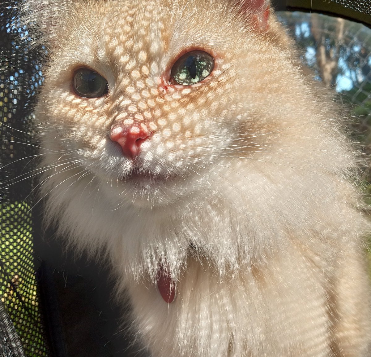 Our cat Suletta needs dental surgery, when we adopted her they really downplayed the cost, and while we could pay for it, it would drain my savings and would leave me in a bad spot if I was laid off from my job, I pick up as many shifts as I can at my current job but is lacking