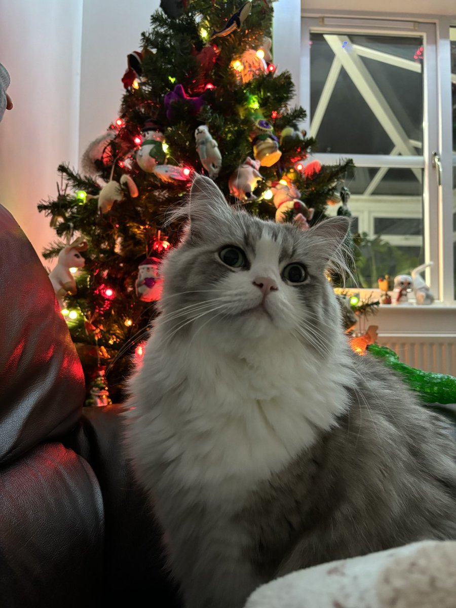 Aren’t cats great?! #ragamuffin #catsoftwitter #ChristmasCat