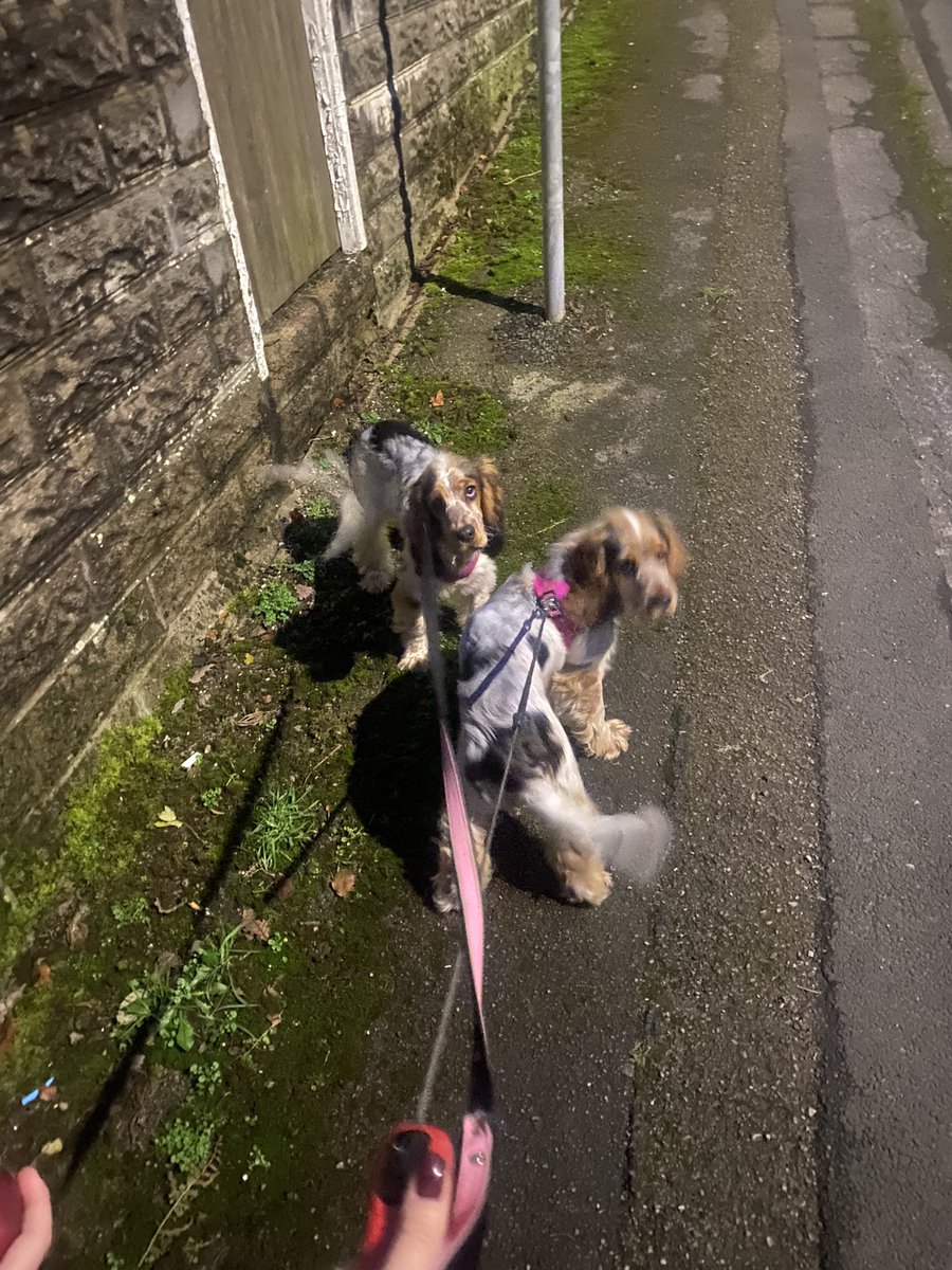 #healthontheshelf2023 Day 3: sporting activities in the Woodridge household today included an uphill power walk with the dogs and rugby training for my rugby addict - wearing his Christmas hat! 🐶 🐶 🏉 <a href="/TCS_HWB/">Health & Wellbeing</a> <a href="/TonyrefailLLC/">Languages, Literacy and Communication</a>