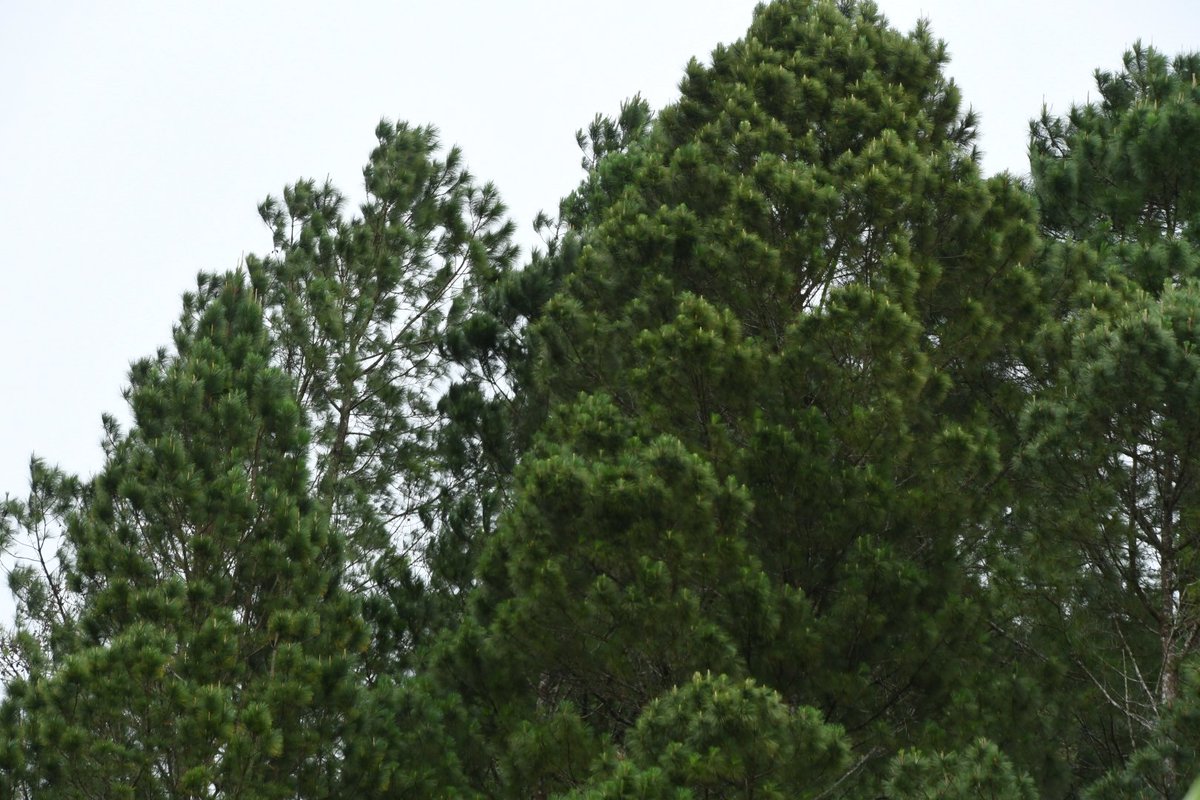 MarenaNicaragua's tweet photo. Hemos realizado senderismo ambiental en la nueva Reserva Silvestre Privada "La Lotería", localizada en Jinotega, donde contamos con el acompañamiento de #INTUR, #INAFOR, la Policía Nacional y comunitarios de La Fundadora.
#MARENA #VerdeQueTeQuieroVerde #Biodiversidad #Nicaragua https://t.co/cT53HiheXt