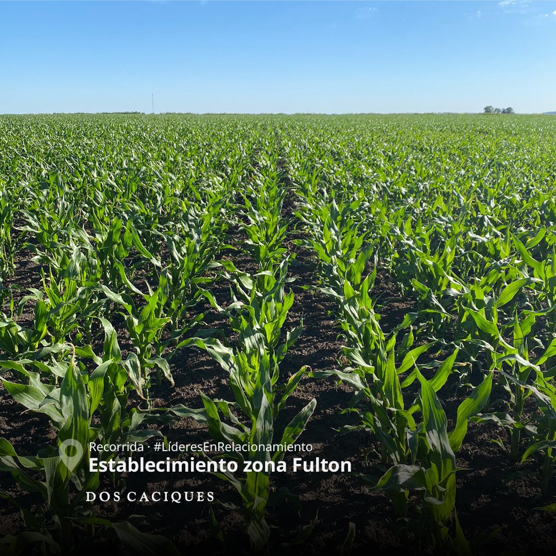 DosCaciquesSRL's tweet photo. Recorrida establecimiento zona 📍Fulton

Híbrido 🌽 DK72-08TRE con aplicación de LAUDIS en postemergencia.

Las malezas problema en el lote eran yuyo colorado, lecheron y crucíferas.

LER2023/DOSCACIQUES/LAUDIS/16

#LER @FieldViewArg  @Bayer4Crops  @BayerAgro https://t.co/0wKBgHmWG0