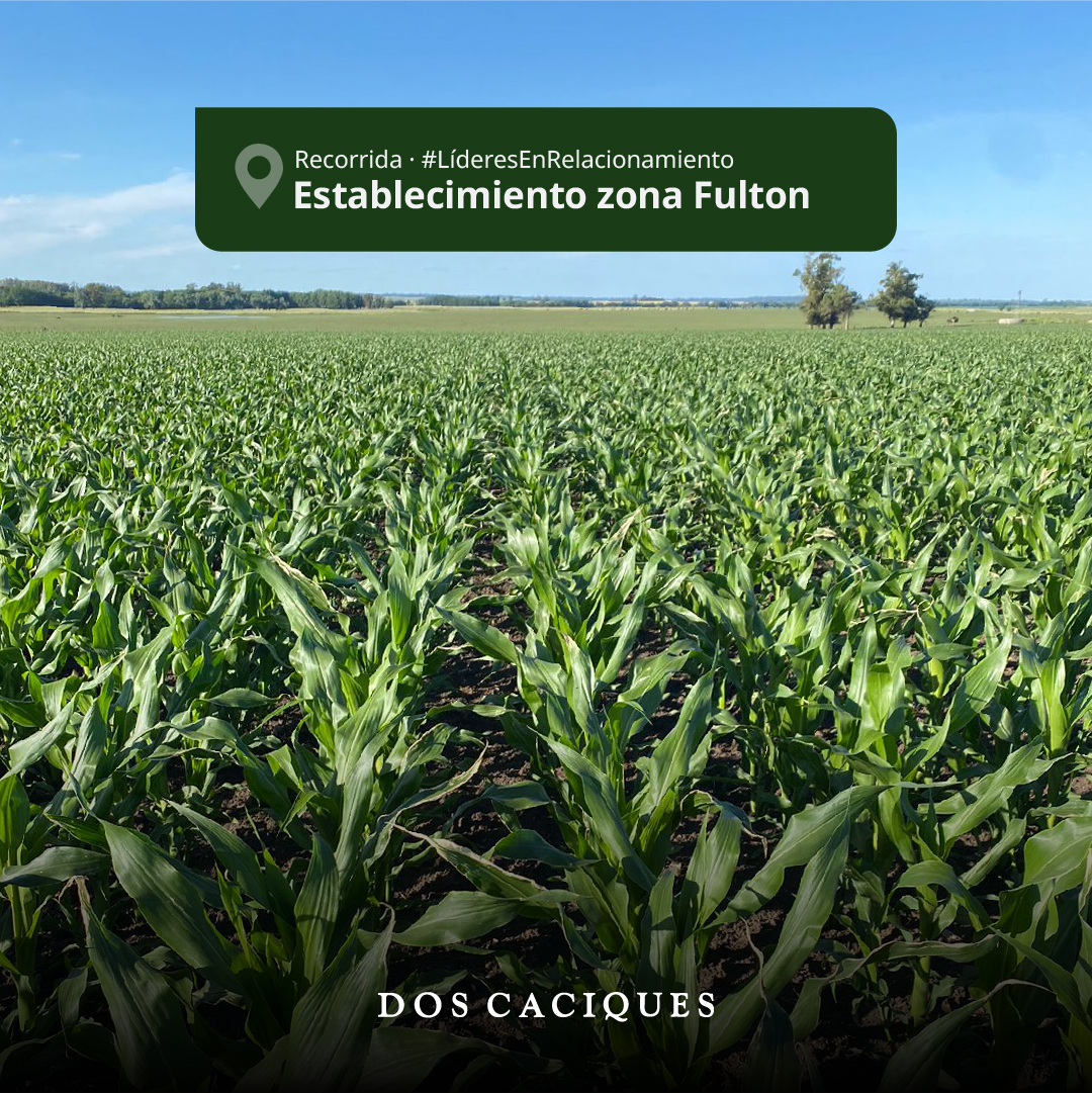 DosCaciquesSRL's tweet photo. Recorrida establecimiento zona 📍Fulton

Híbrido 🌽 DK72-08TRE con aplicación de LAUDIS en postemergencia.

Las malezas problema en el lote eran yuyo colorado, lecheron y crucíferas.

LER2023/DOSCACIQUES/LAUDIS/16

#LER @FieldViewArg  @Bayer4Crops  @BayerAgro https://t.co/0wKBgHmWG0