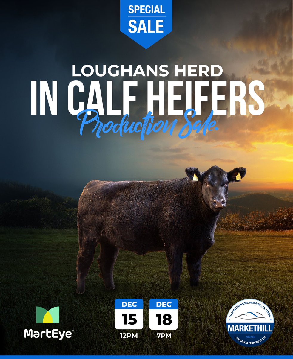 Loughans Aberdeen Angus offering of 6 in calf heifers. Catalogue available at app.marteye.ie/sales/Kbhxat8j… Viewing this Saturday, 9th December from 12-4pm at Acton House Farm