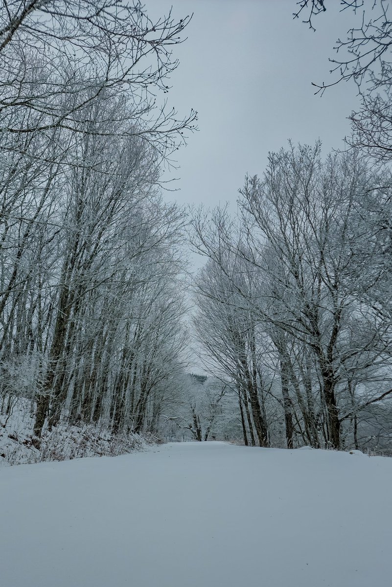 2.5' of new snow in Wolf Laurel elev. 5300'. Yancey County, NC #ncwx #tnwx