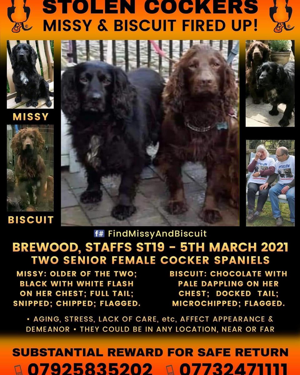 #SpanielHour 
NEVER FORGET THOSE SCREAMS WHEN THEY WERE TAKEN THAT DAY - whoever took them I hope they ROT!5/3/21 #ST19 
PLS WATCH & LISTEN, IF YOU KNOW ANYTHING PLs GET IN TOUCH 
#FindMissyandBiscuit 
@beautys_legacy @JacquiSaid @BitofDecorum @juliagarland73 @ruthwill64 @bs2510