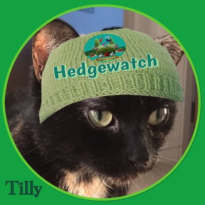 It’s winter hattie time again 😻🐈‍⬛🐾#NewProfilePic