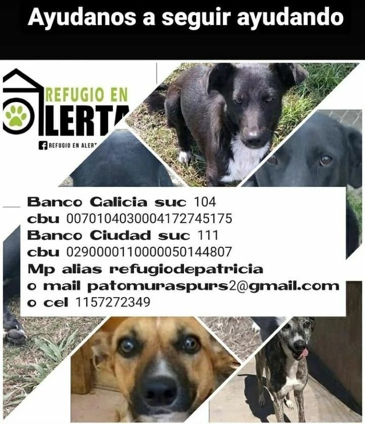 refugioenalerta tweet media