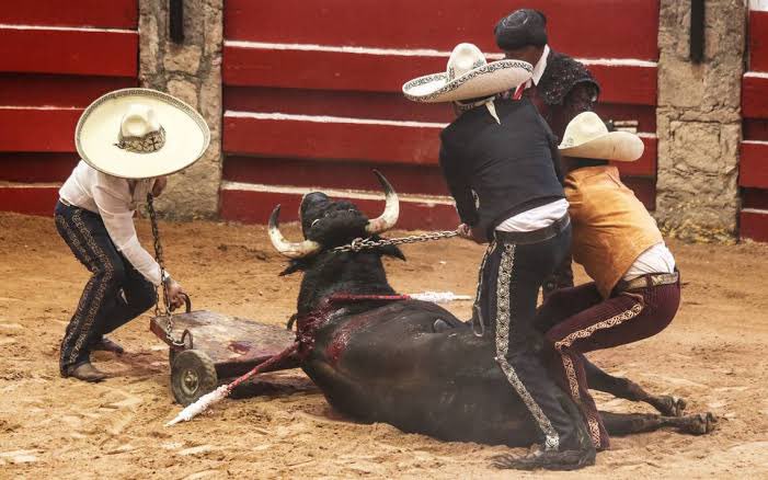 Es un día triste y de rabia para la lucha animalista.

La SCJN autorizó reanudar las corridas de toros en la Plaza México. 

Habían sido suspendidas en mayo de 2022, tras la orden de un juez federal.

¿Cómo es que esto le sigue divirtiendo a las personas?