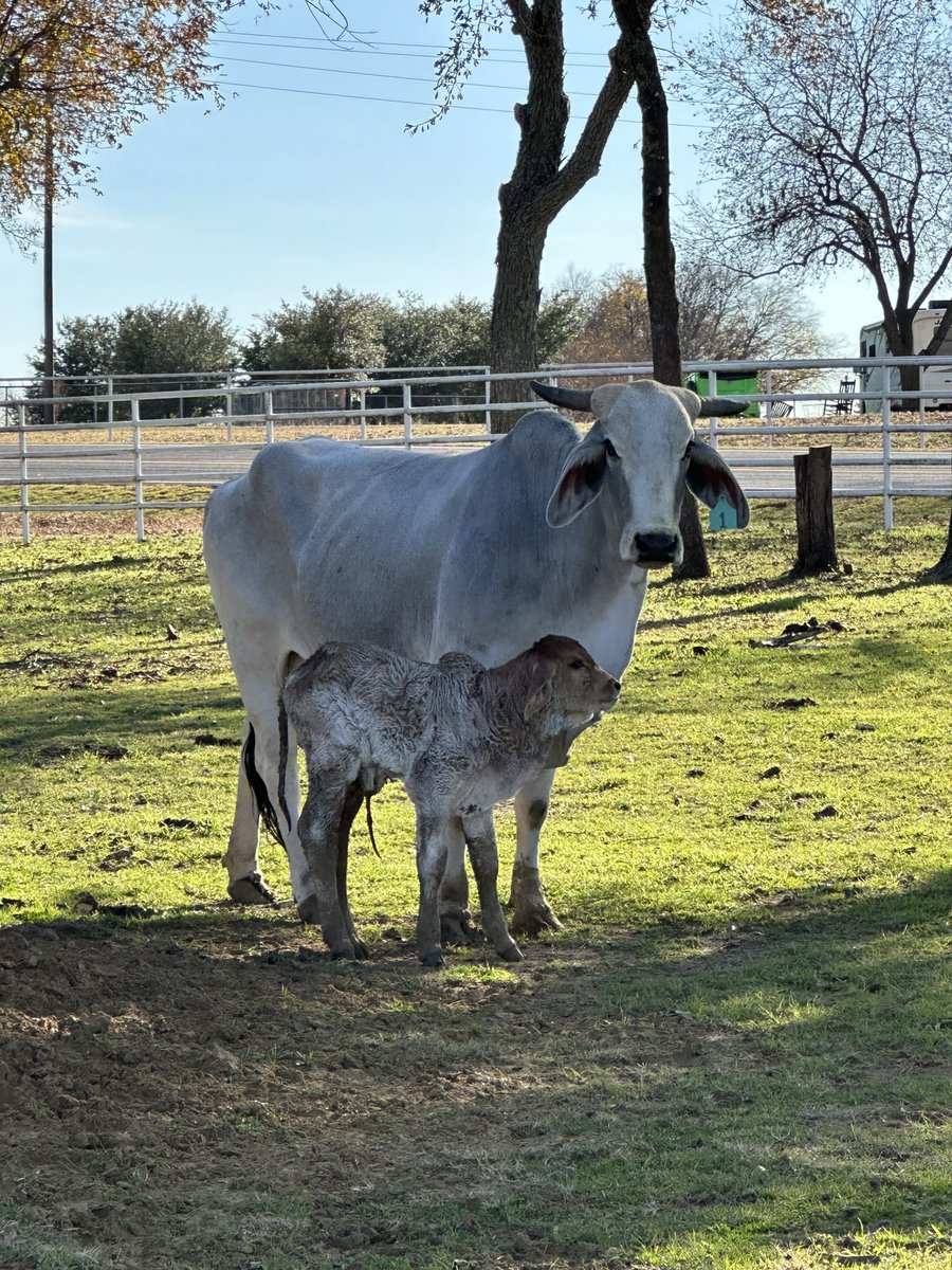 My dog just taught herself this new trick where she lets me know we have a new calf by barfing up the placenta in the living room…