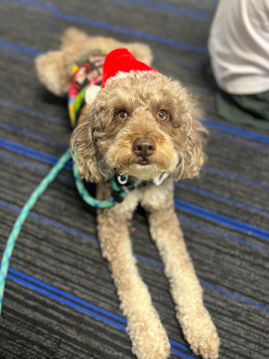Therapuppy1's tweet photo. Santa’s furry little helpers! #Santa #santaslittlehelper #Mowgli #Wasabi #schooldogs #dogsofeducation #dogsofDoE #Christmas #therapydog #lovewhatwedo https://t.co/dkIEdTUZ7P