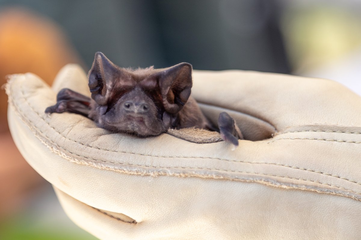 Today, @endangered is releasing their Top Ten Report: Ten Stories of Hope. First on the list is Miami's Critically Endangered Florida bonneted bat. Discover the stories and the people who are helping to bring these species back: endangered.org/ten-stories-of… #ESA50 📷 Melqui Gamba-Rios