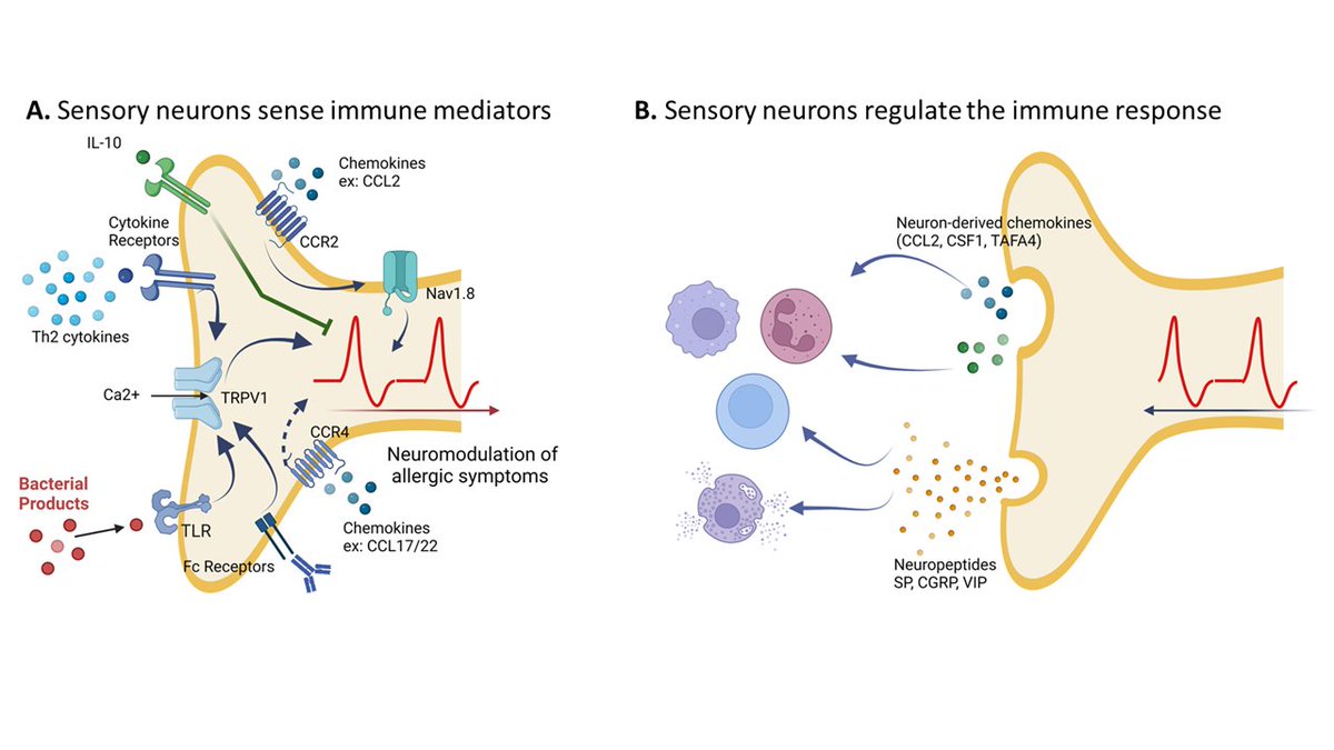 Fun opportunity to write a Perspective for <a href="/jacionline/">Journal of Allergy and Clinical Immunology</a> on the role of peripheral sensory neurons in immunomodulation. #Neuroimmunology 
Peripheral somatosensory neurons listen and orchestrate the immune response 👇
sciencedirect.com/science/articl…