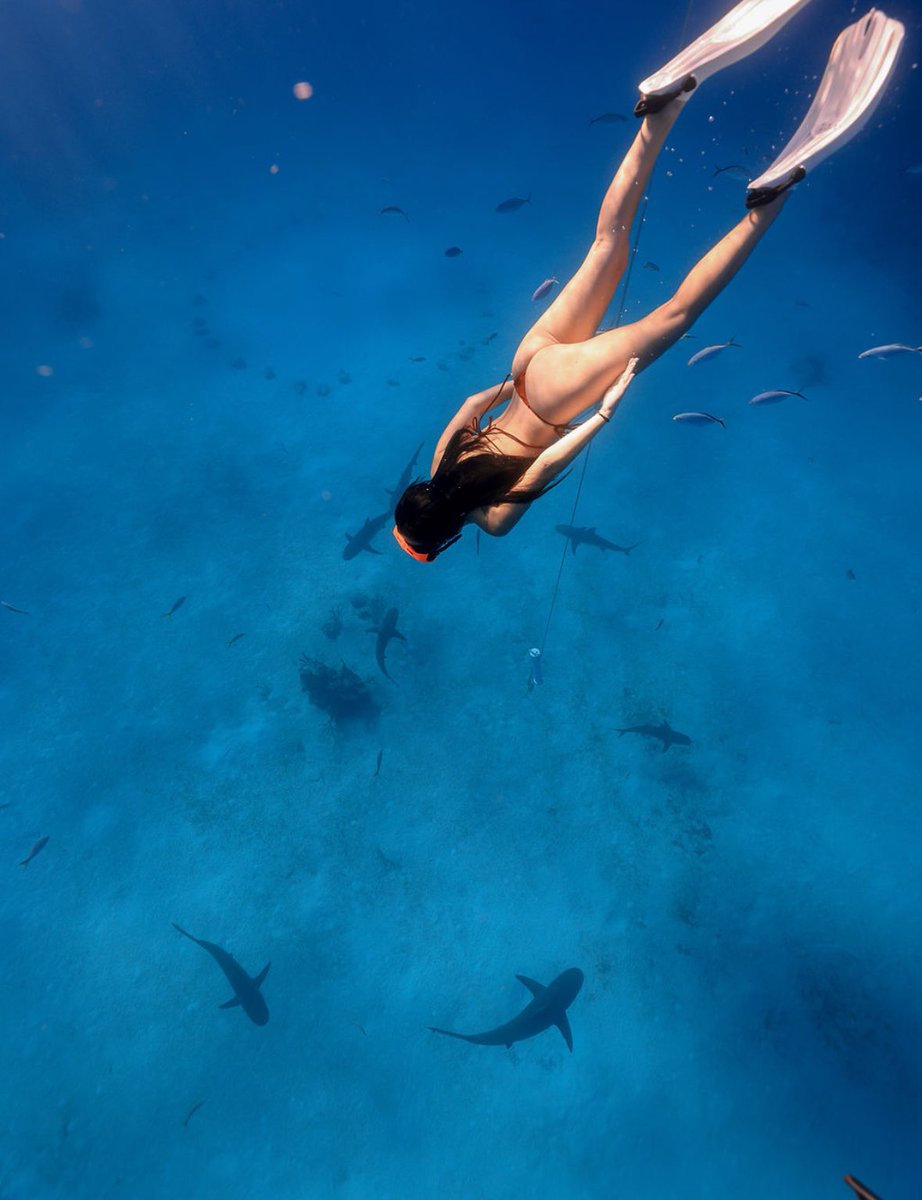 tarayummy's tweet photo. shark diving in some blue gatorade https://t.co/y97IkpojAF