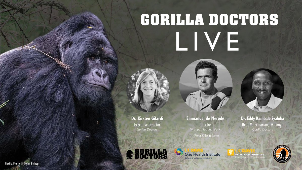 Have you registered for @GorillaDoctors Live yet? Tomorrow at 9AM PST, Drs. Kirsten & Eddy will be joined by special guest, Emmanuel de Merode, director of Virunga NP. Register for this FREE event as they discuss #conservation in action in DRC. REGISTER: gorilladoctors.live