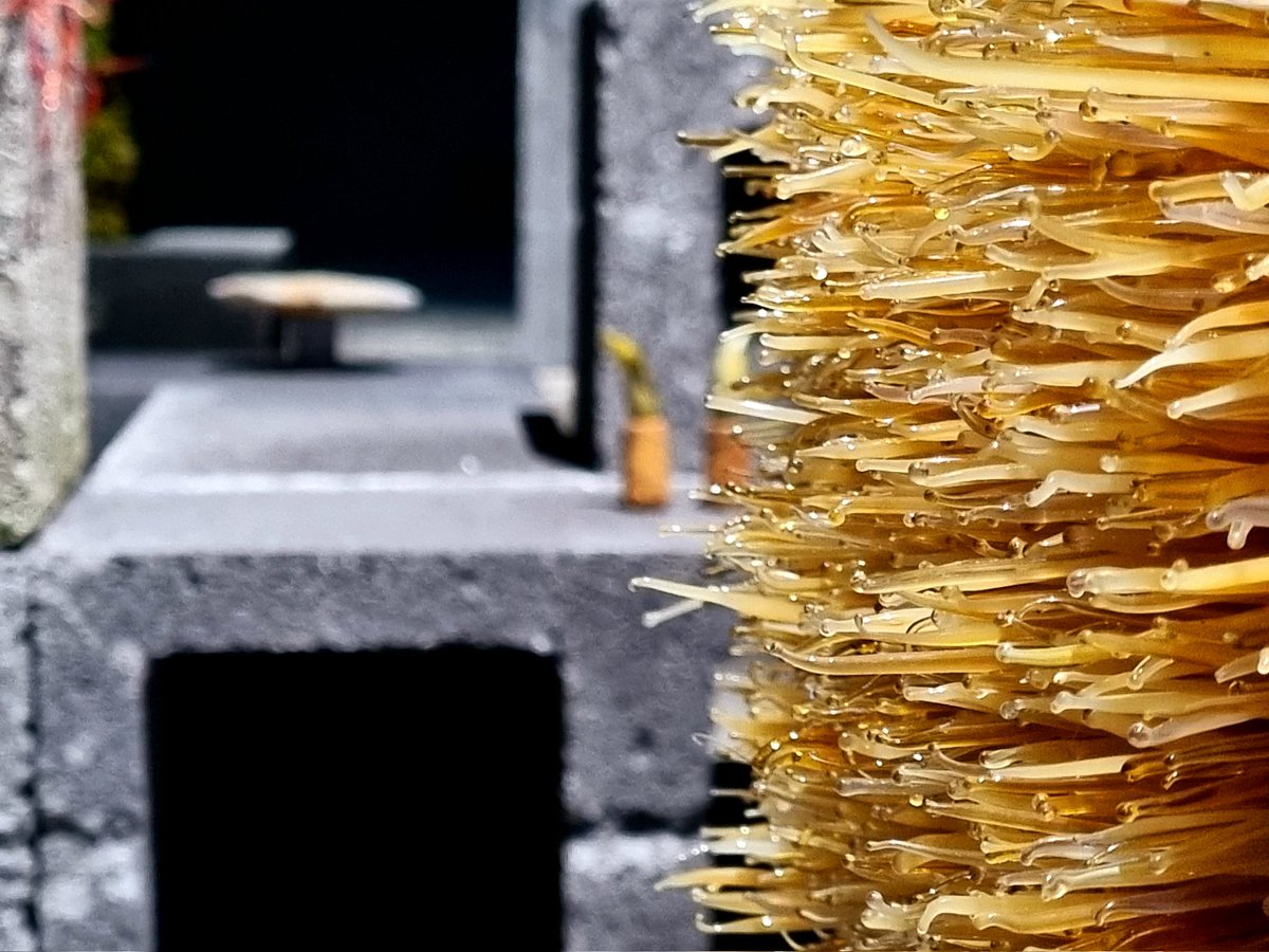 Hardiman's Galway tweet media