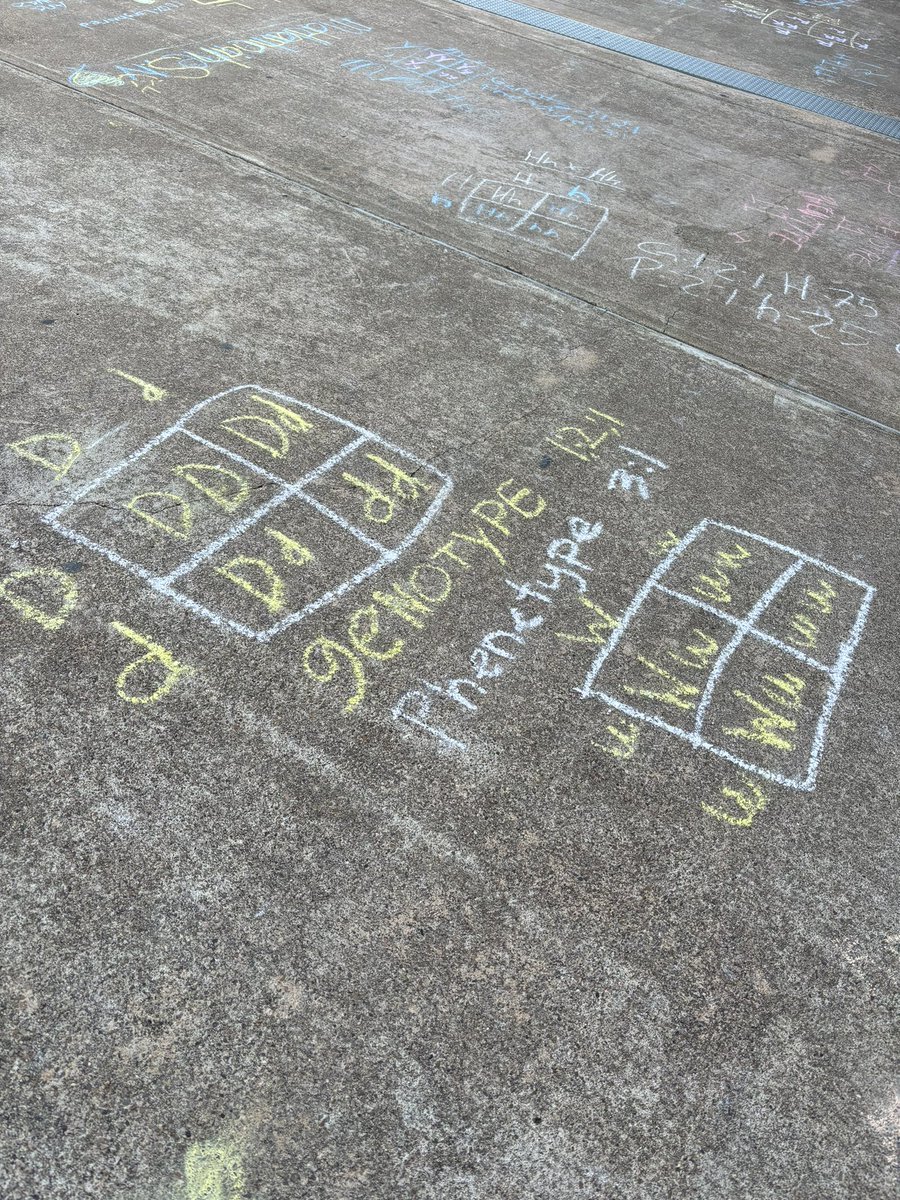 Sarah Cook (@brenhamhscook) on Twitter photo A beautiful day to practice genetics and punnett squares outside! ☀️🥼🌱 #beacub <a href="/brenhamisd/">Brenham ISD</a> <a href="/BrenhamHS/">Brenham High School</a> <a href="/GriffinAdmin/">Jennifer Griffin</a> <a href="/MCoachtoliver/">Mrs.CoachToliver</a> <a href="/mrscoachlopez/">Jays</a> <a href="/SmittyA77/">Aaron Smithers M.Ed; BS Secondary Ed; BA Theater</a> A beautiful day to practice genetics and punnett squares outside! ☀️🥼🌱 #beacub <a href="/brenhamisd/">Brenham ISD</a> <a href="/BrenhamHS/">Brenham High School</a> <a href="/GriffinAdmin/">Jennifer Griffin</a> <a href="/MCoachtoliver/">Mrs.CoachToliver</a> <a href="/mrscoachlopez/">Jays</a> <a href="/SmittyA77/">Aaron Smithers M.Ed; BS Secondary Ed; BA Theater</a>