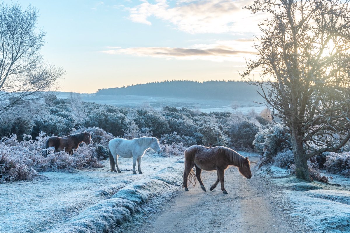 Dear algorithm, please connect me with photographers, painters, story tellers, artists, designers and nature 🤗

#newforest #femalephotographer #landscape #hampshire #wildlife #photography #NatureLover