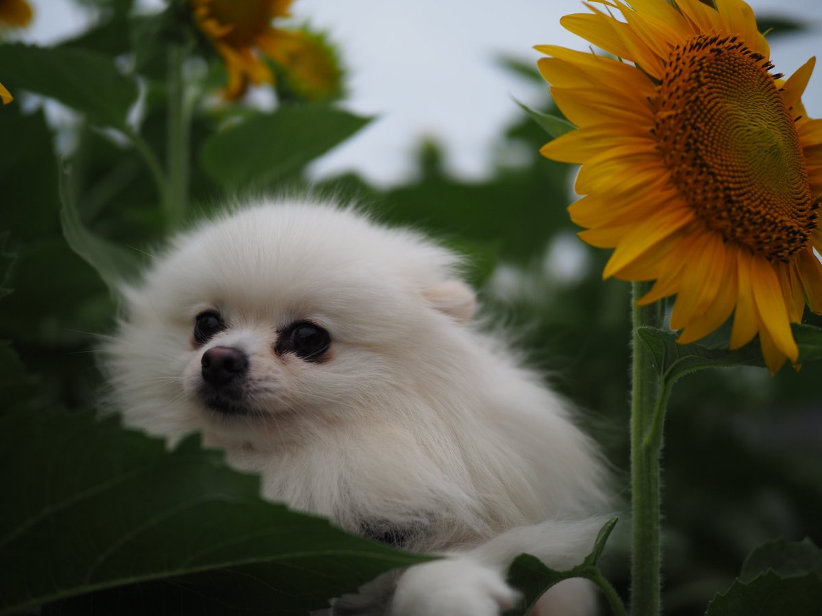 ポメラニアンにはひまわりが似合うと思います。