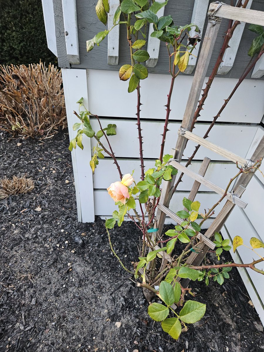 "God gave us memory so that we might have roses in December.." James M. Barrie