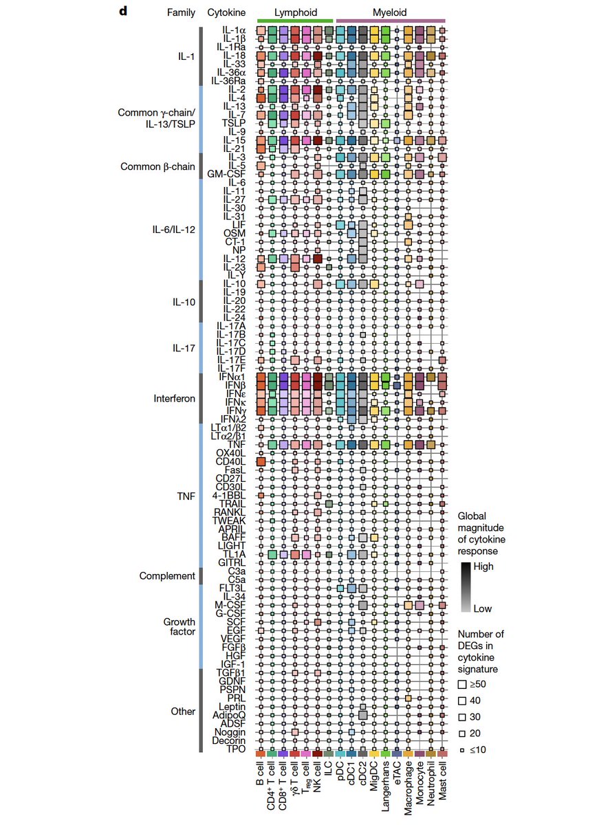 We mapped how every major #immune cell type responds to every major #cytokine in vivo. IL-1, IL-2/IL-13/TSLP, β-chain, IL-6/IL-12, IL-10, IL-17, interferon, TNF, complement, growth factor, TGF-β... Many of these responses have never been characterized. #ImmuneDictionary 7/