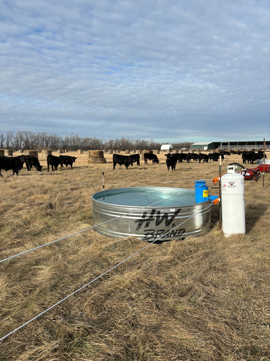 Great weather to start off our bale grazing trial funded by <a href="/NDSoybean/">NDSoybean</a>. We certainly don't need these propane heaters right now, but something tells me we will soon. <a href="/NDSU_eX_Steward/">Miranda Meehan</a>