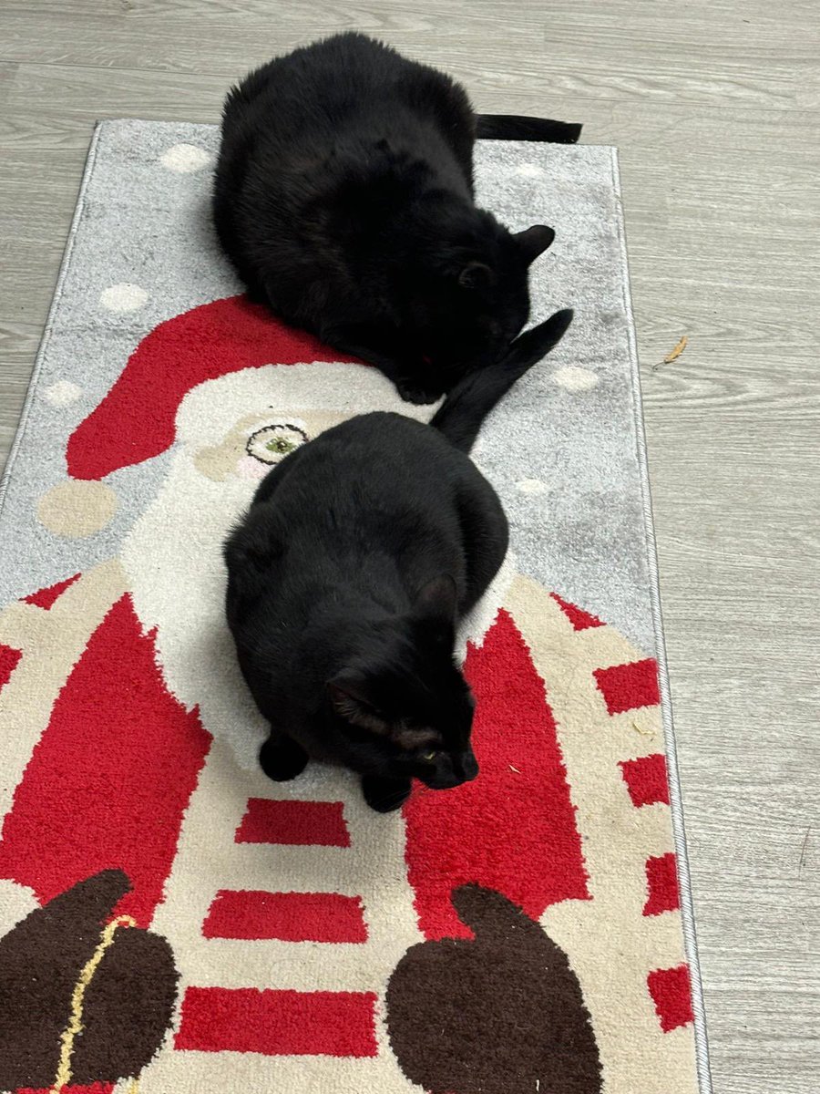 Our @UniWestminster Harrow campus cat- Batman- has found a new friend (Robin?) who now hang out together!