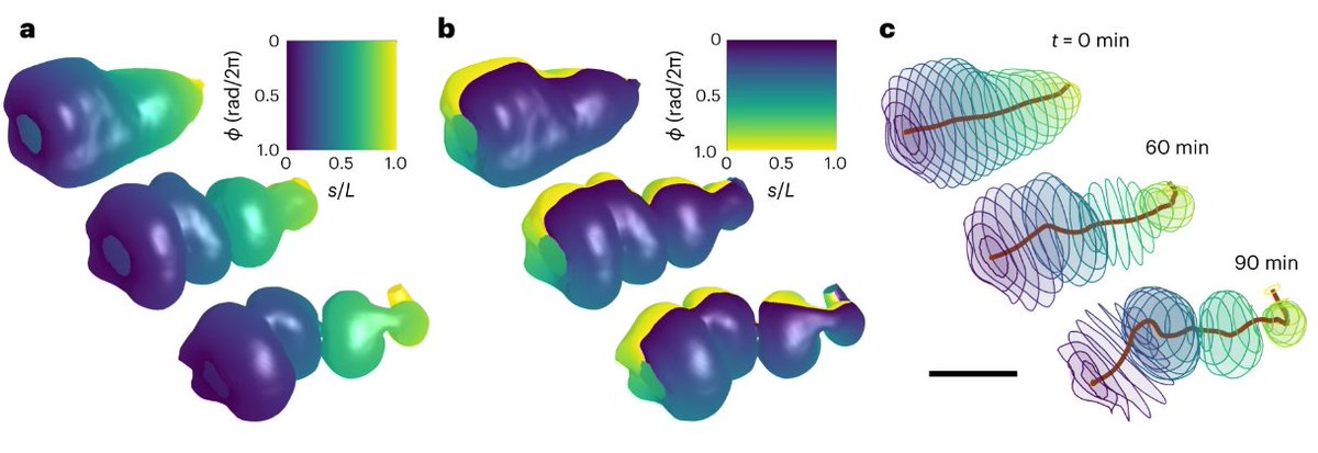 Nature Methods (@naturemethods) on Twitter photo TubULAR, a tissue cartography method developed by <a href="/Noah_P_Mitchell/">Noah P Mitchell</a> and Dillon Cislo, enables generation of in toto maps of surface deformation to analyze deformation in dynamic tissues. #moty2023
nature.com/articles/s4159… TubULAR, a tissue cartography method developed by <a href="/Noah_P_Mitchell/">Noah P Mitchell</a> and Dillon Cislo, enables generation of in toto maps of surface deformation to analyze deformation in dynamic tissues. #moty2023
nature.com/articles/s4159…