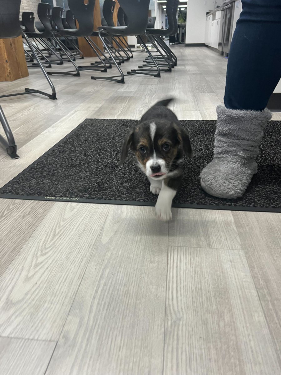 InflexionGames's tweet photo. Dog-friendly studio - the perk that keeps on giving! Meet Bugbear😊🐶

#gamestudio #dogfriendly #dogsatwork https://t.co/W8lLHLLjeT