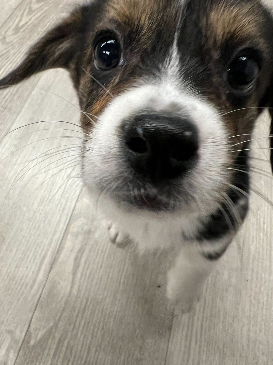InflexionGames's tweet photo. Dog-friendly studio - the perk that keeps on giving! Meet Bugbear😊🐶

#gamestudio #dogfriendly #dogsatwork https://t.co/W8lLHLLjeT