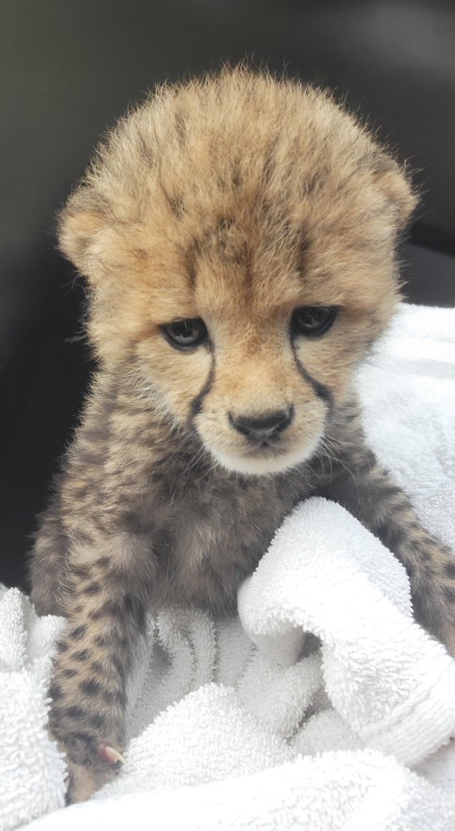 The Metro Richmond Zoo participated in a historic conservation collaboration with @WildlifeSafari. A single cheetah cub born at our park needed a foster mom to survive, so he was integrated successfully to a new cheetah family in Oregon. Read more: shorturl.at/knrJQ