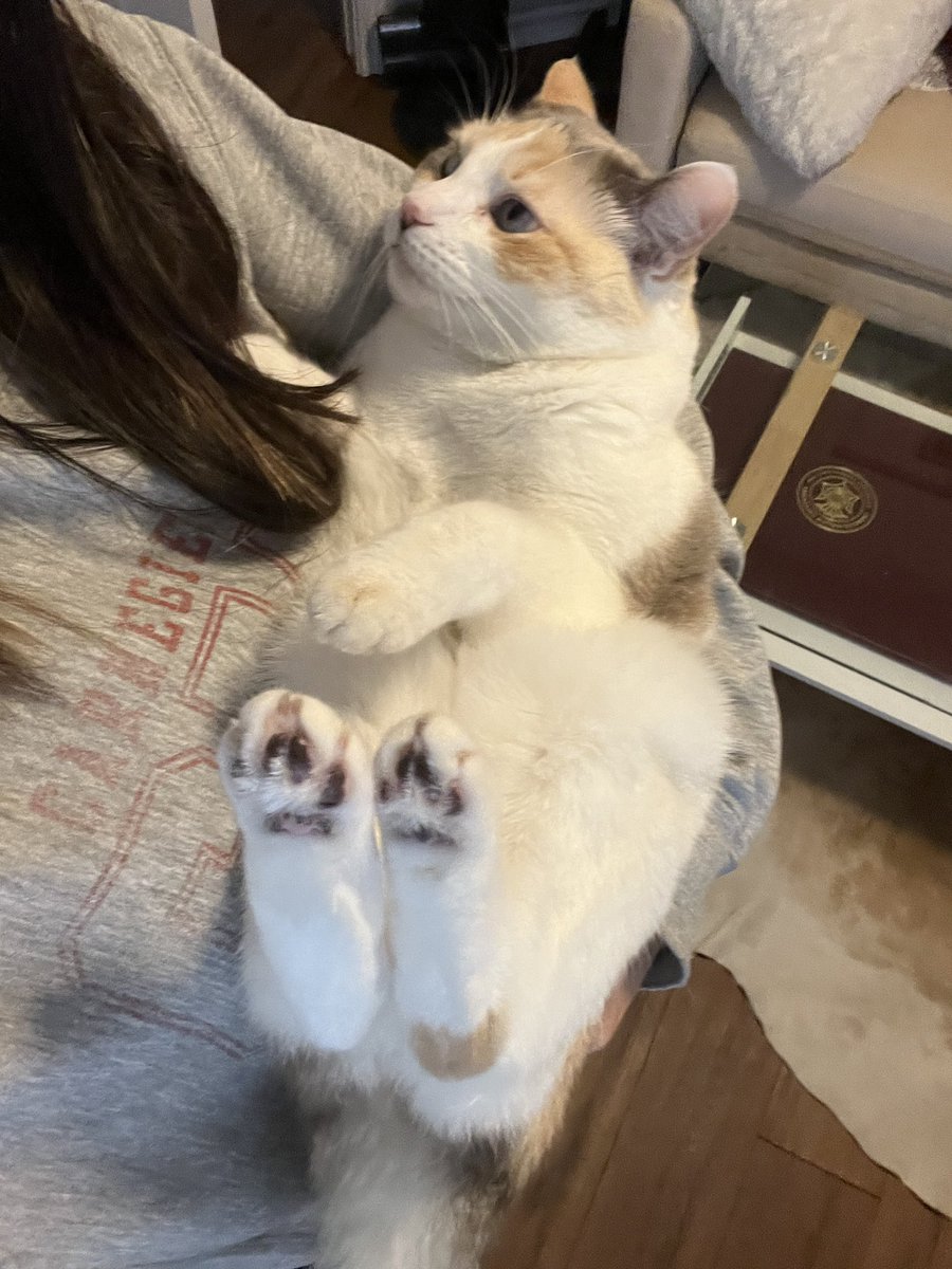fatfatpankocat's tweet photo. Government mandated baby hold time https://t.co/cuJIbhfdXj