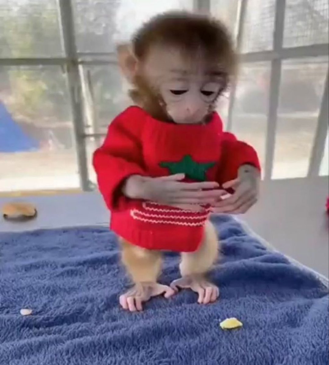Soy este