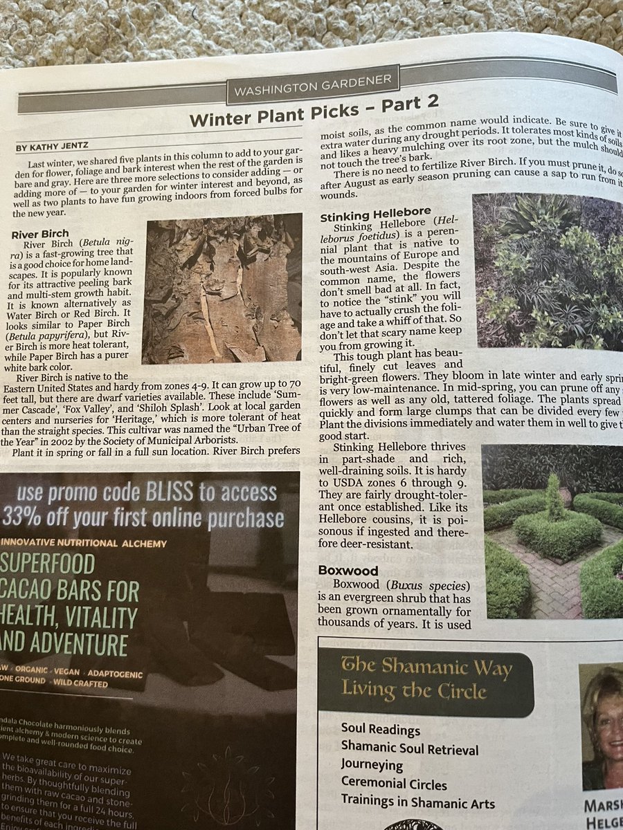 WDCGardener's tweet photo. My latest Washington Gardener column is in the Pathways Magazine. You can pick up a free copy in the DC area at most Whole Foods, libraries, yoga, studios, etc.
It is also available for free online to view at their website.
@PathwaysMagazine #pathwaysmagazine #gardendc https://t.co/AeFeajy5E6