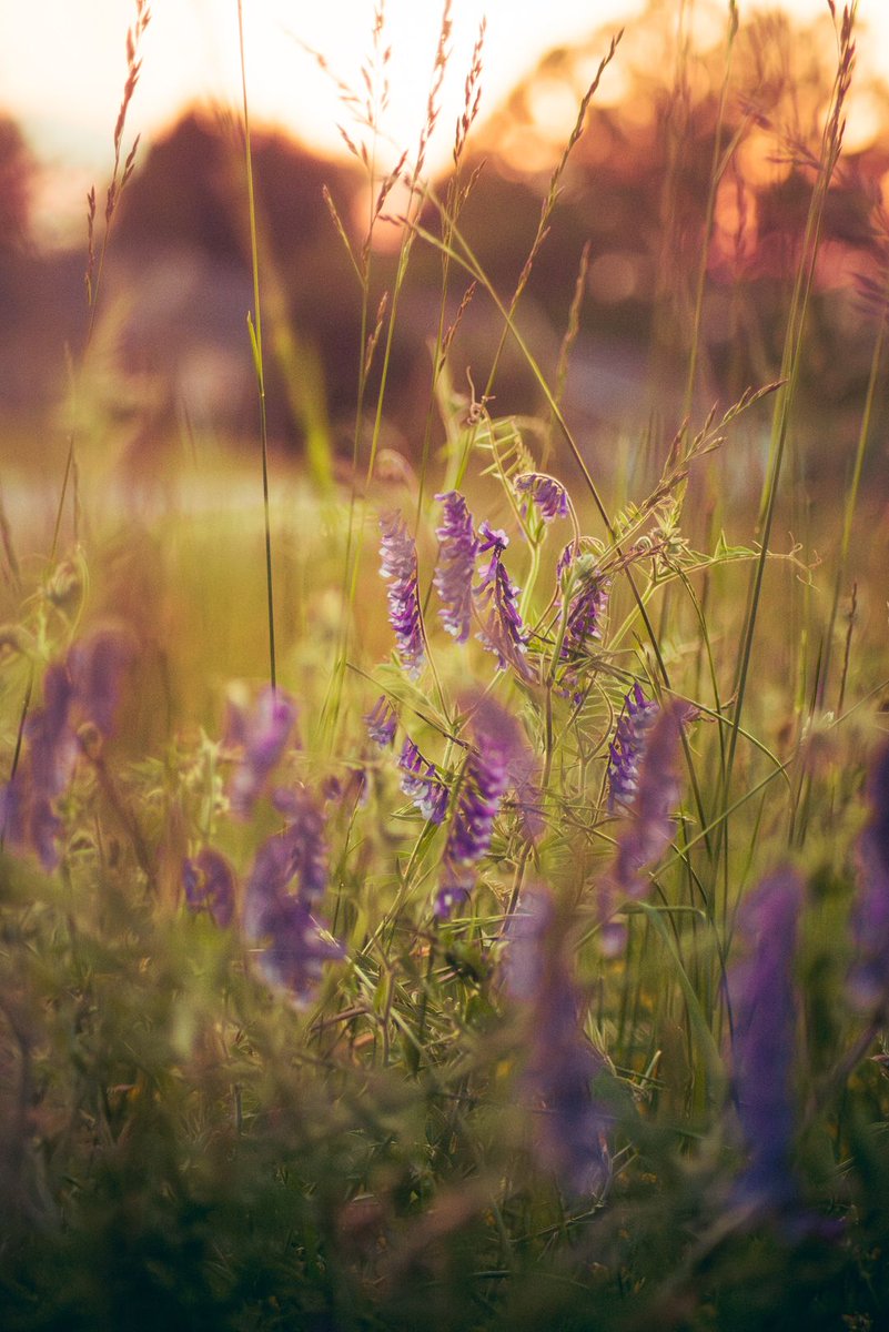 Beautiful #flower #flowerstagram #flowersofinstagram #garden #floral #plants #flowermagic #floweroftheday #flowerslovers #sunrise #sunsetlovers #sunsets #sunsetporn #sunset_madness #sunset_pics #purple #violet