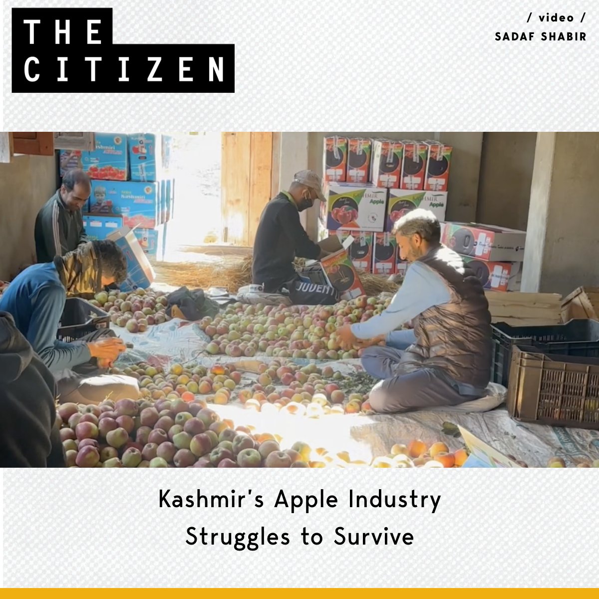#Kashmirappleindustry faces a crisis as the Union government's recent tariff revision on premium Washington apples, eliminating a 20% tariff, sparks concerns among local traders and growers. 

<a href="/sadafreports/">Sadaf Shabir</a> Reports:  

Watch the full Video here: cutt.ly/owPVAhuB