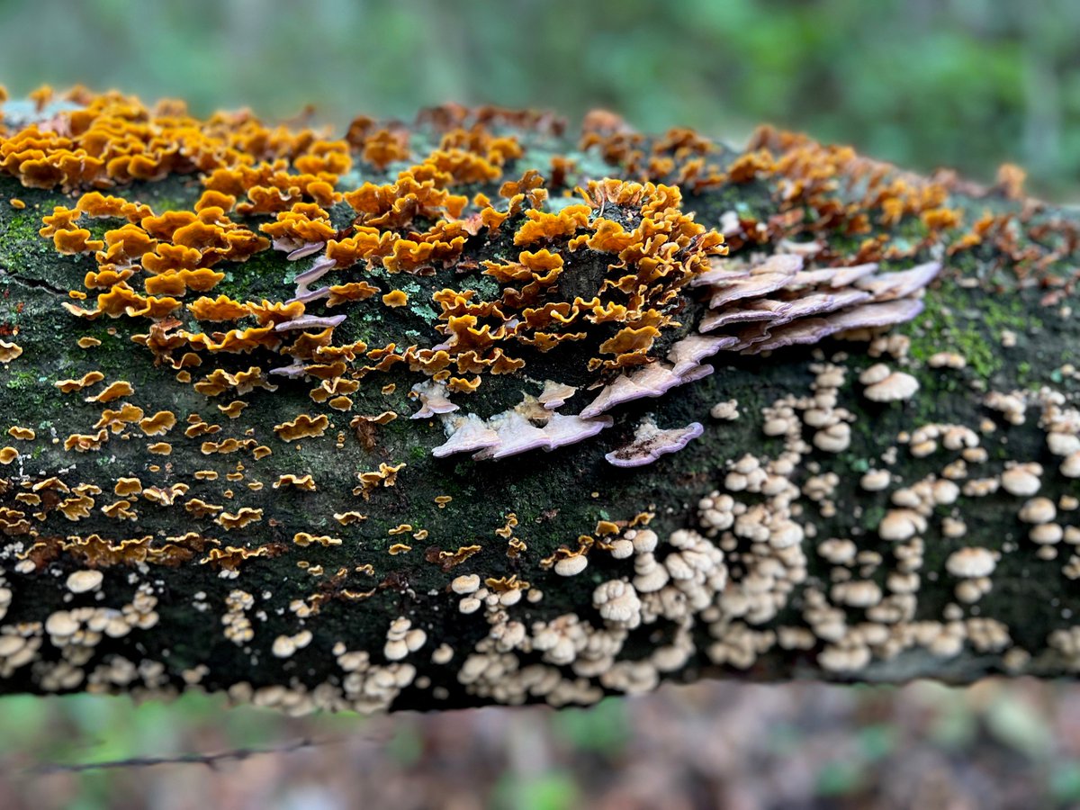 FOREST PATHOLOGY ASSISTANT PROFESSOR Tenure-track research & teaching position at the University of Florida. This is an open, global search. explore.jobs.ufl.edu/en-us/job/5295… Florida is a mycologist paradise, Gainesville is a great town to live in. @SFFGS_UF @UF_IFAS @plantdisease