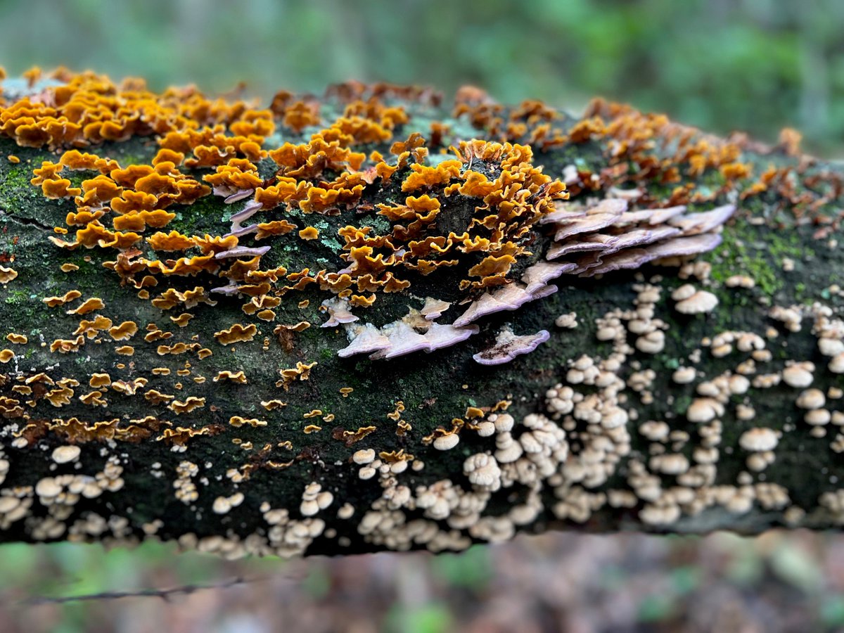 FOREST PATHOLOGY ASSISTANT PROFESSOR
Tenure-track research & teaching position at the University of Florida. This is an open, global search. explore.jobs.ufl.edu/en-us/job/5295…
Florida is a mycologist paradise, Gainesville is a great town to live in. @SFFGS_UF @UF_IFAS @plantdisease