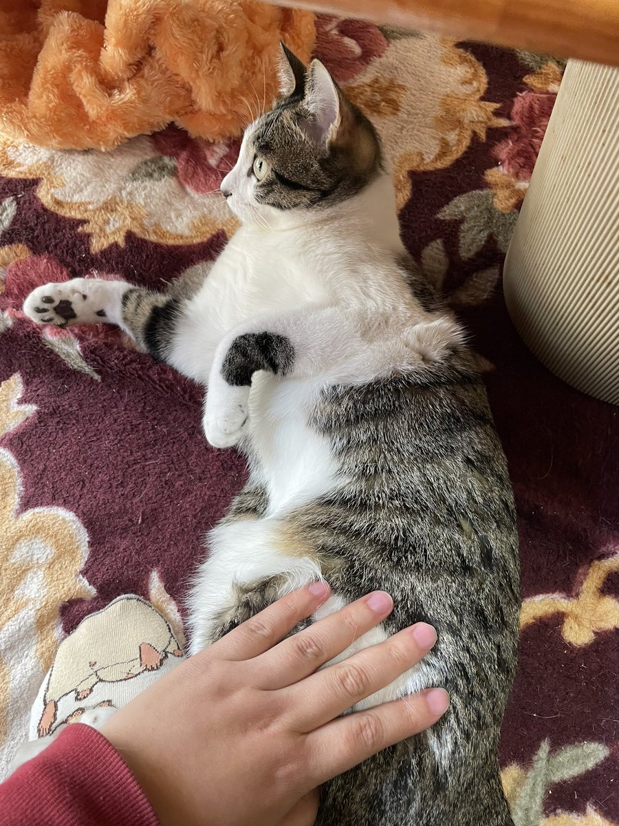 「窓の外ですだれが揺れてる#猫のいる暮らし  #猫 #お猫さま 」|ばちこ先生☆boothで通販中！のイラスト
