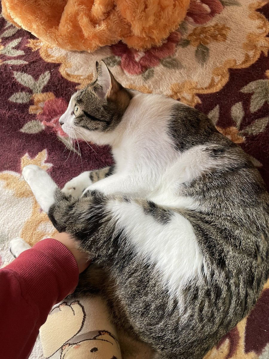 「窓の外ですだれが揺れてる#猫のいる暮らし  #猫 #お猫さま 」|ばちこ先生☆boothで通販中！のイラスト