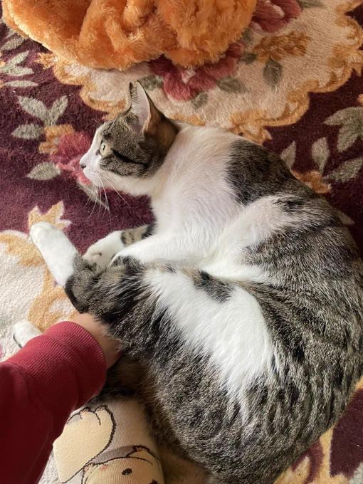窓の外ですだれが揺れてる#猫のいる暮らし  #猫 #お猫さま 