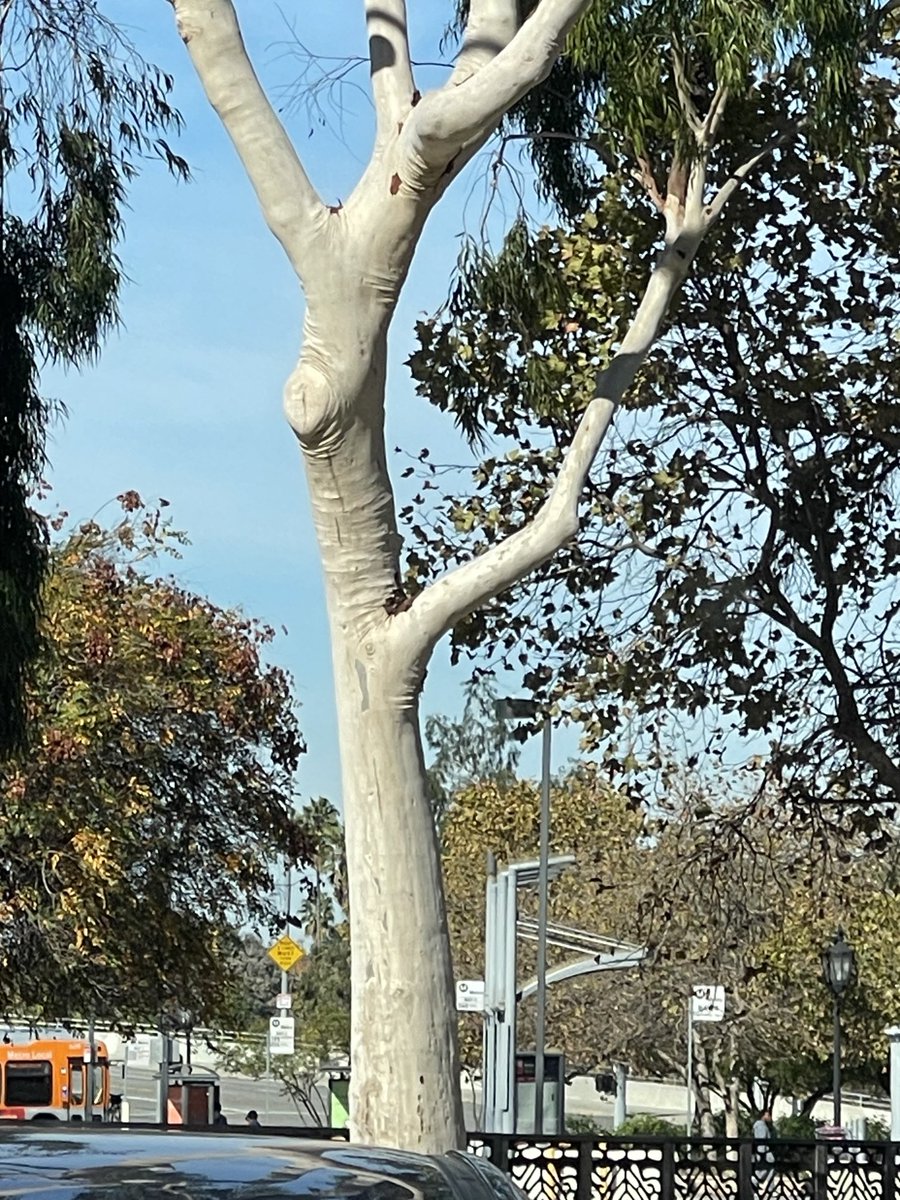 Why is this tree wearing spanx? Like girl we all know