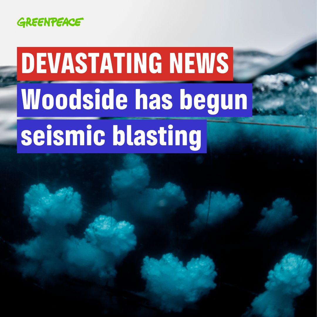 Woodside’s ship has begun seismic blasting in endangered whale habitat - in the middle of whale migration season.
It's devastating news, and only the start of what Woodside has planned for its monstrous Burrup Hub. #StopWoodside by signing our petition 👉act.gp/woodside