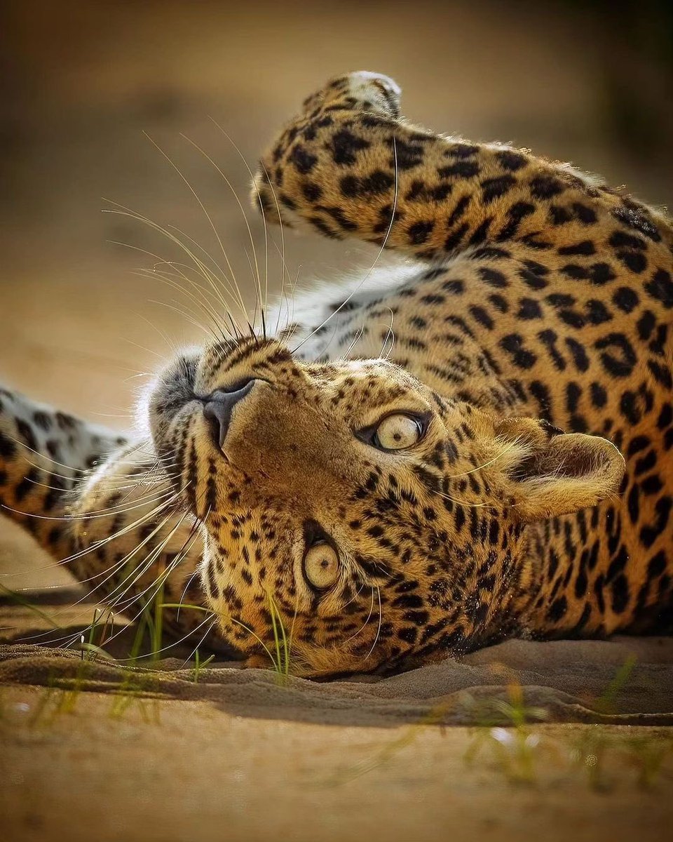 GoshanColo's tweet photo. Sri Lankan Leopards can be spotted in protected areas like Yala National Park, Wilpattu National Park, and Horton Plains National Park.

📸: Dimuthu Ekanayake

#leopards #wildlife #wildlifephotography #nationalparks #yala #wilpattu #hortonplains #srilanka #visitsrilanka https://t.co/1JxJTO6w1a