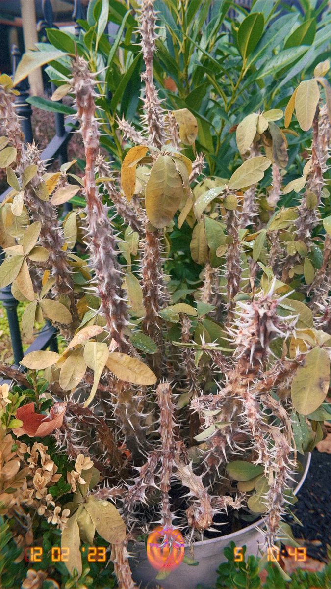 glorygalorey's tweet photo. i love these spiky plants i came across on a walk yesterday. （≧∀≦●）／ so cute 
#nature #filmphotography #lapse @lapse_app #film #NatureBeautiful #NatureBeauty #weird #weirdnature #photo #pics #photos #plants #sunnyday https://t.co/zln3AKBuEG
