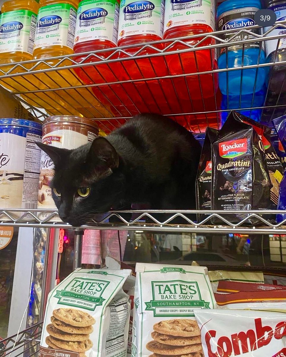 Bodegacats_'s tweet photo. https://t.co/opvfDumy28