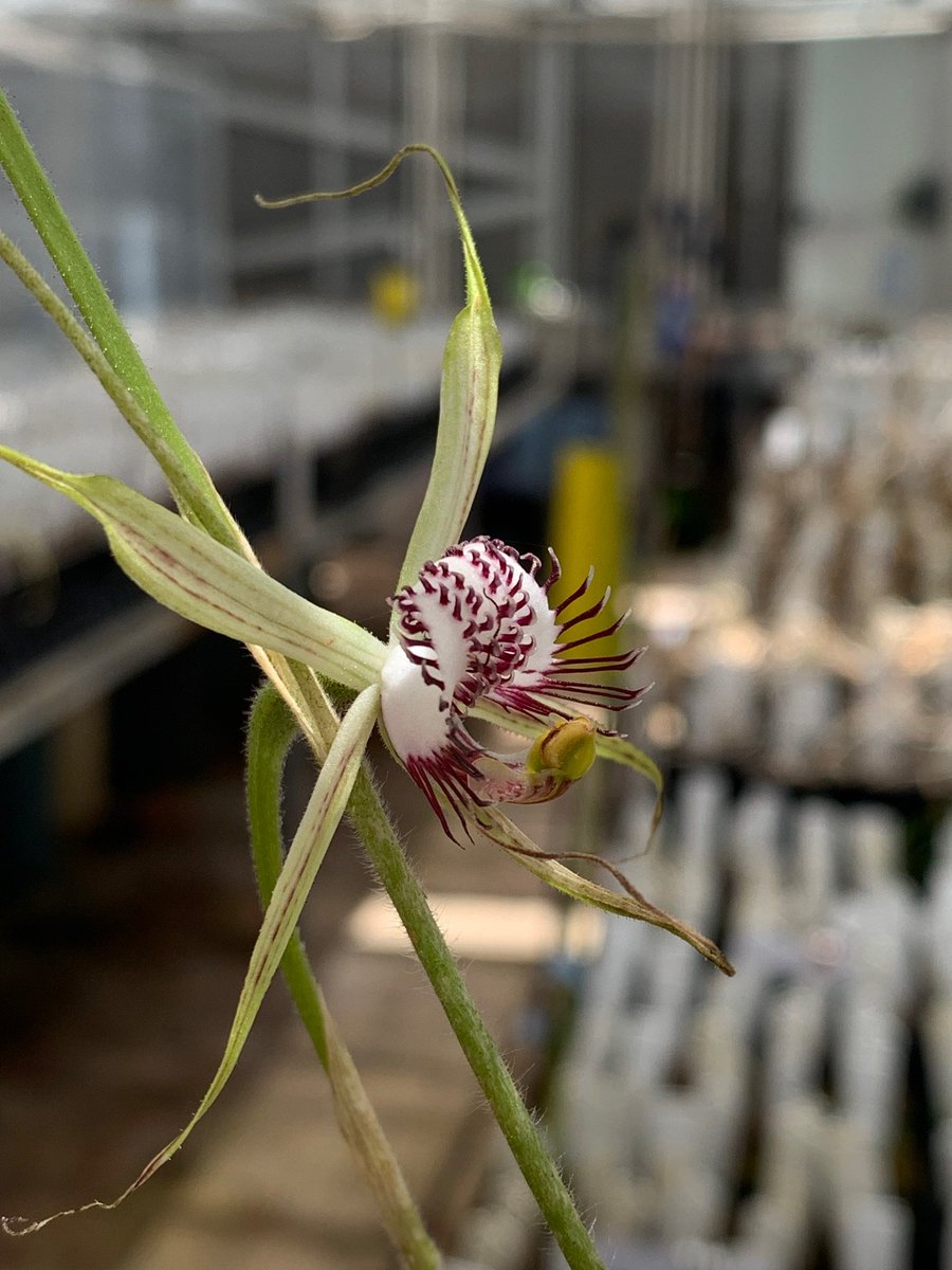 MartinGaywood's tweet photo. Meeting some of the rarest plants in the world, in SW Australia, and hearing about bold #conservationtranslocation work and other approaches. Part of my @ChurchillFship. Thanks to @LeonieMonks and colleagues. @SarahDalrymple @UHI @NatureScot https://t.co/4mwnAvhQ0G