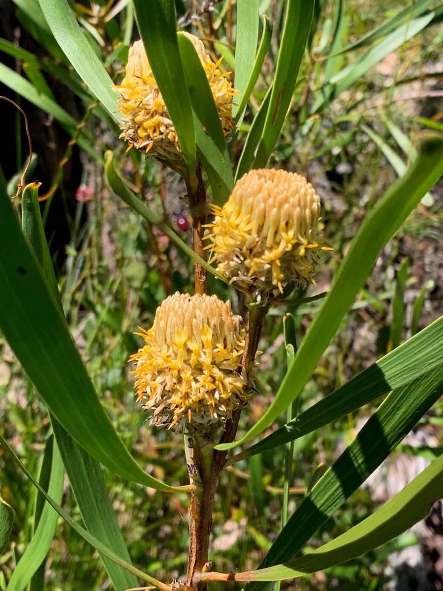 MartinGaywood's tweet photo. Meeting some of the rarest plants in the world, in SW Australia, and hearing about bold #conservationtranslocation work and other approaches. Part of my @ChurchillFship. Thanks to @LeonieMonks and colleagues. @SarahDalrymple @UHI @NatureScot https://t.co/4mwnAvhQ0G