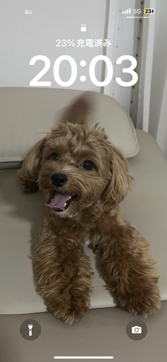 days____1994's tweet photo. わたしの癒しが1歳になりました🐶 https://t.co/oYEkhCPkZA