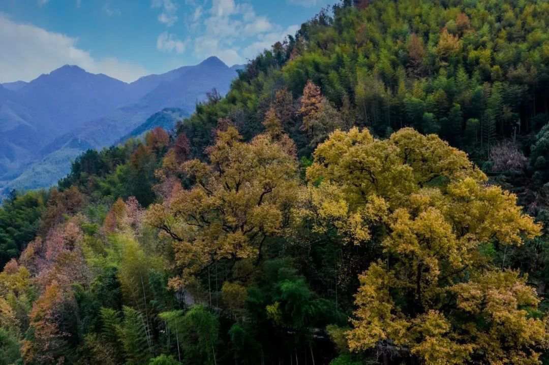 chinashexiang's tweet image. 秋日美景：景宁东弄 #Autumn #ForestFun