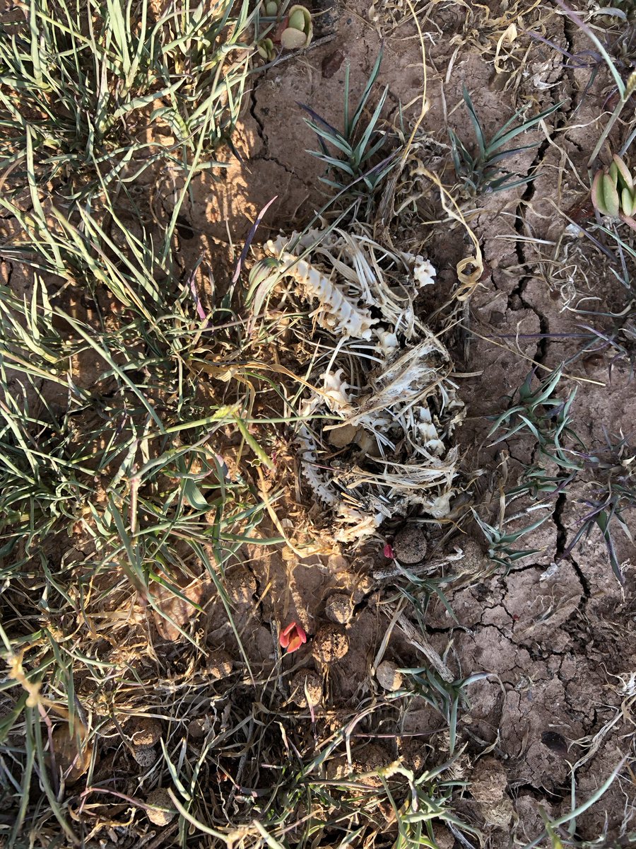 Sometimes our paleontologists come across recent expired park denizens. Scenes like these help us interpret fossil bonebeds through taphonomy, or everything that happens to an animal’s remains after it dies. The Circle of Life. (am) #wildlifewednesday #FindYourPark